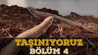 HARİKA BİR İŞ ÇIKARDIK  BÖLÜM 4 [upl. by Zea]