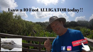 Alligators at Wakodahatchee Wetlands Delray Beach Florida [upl. by Sordnaxela]