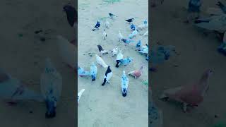 pigeon house Pigeon pigeon pigeon videos pigeon so pigeon online pigeon corner pigeonکبوتر [upl. by Dranyer]