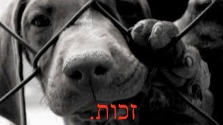 Animal Rights Song By Tsofi שיר למען זכויות בעלי חייםזכות [upl. by Rosene]