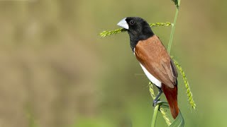 Munia Bird  Tricoloured munia  Lonchura malacca  Munia  wildlifephotography birdvideo bird [upl. by Ilek]