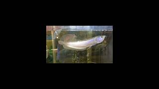 15 feet silver arowana  amp Oscar fish aquarium arowana oscarfish rivermonsters silverarowana [upl. by Ennyrb]