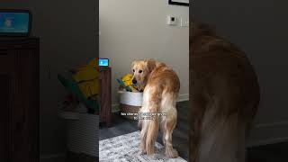 MAJOR side eyes this week dogshorts goldenretriever puppy dogs puppies funnyvideos [upl. by Ambrosio910]