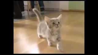 Meow Miau Cute Kitty and Cat Compilation [upl. by Abrahan7]