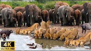 4K African Animals Hwange National Park  Amazing African Wildlife Footage with Real Sounds in 4K [upl. by O'Conner218]