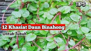 12 Manfaat Daun Binahong [upl. by Teirtza972]