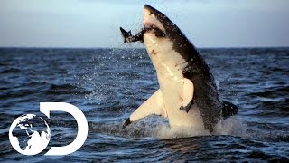 Incredible Footage of Sharks Leaping Out the Water [upl. by Agler]