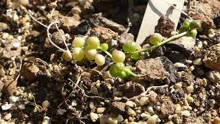 Senecio rowleyanus Jacobsen [upl. by Corliss]