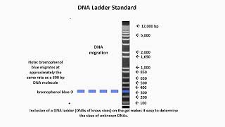 DNA Ladder Standard Definition [upl. by Tada]