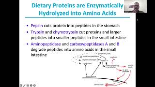 Protein metabolism [upl. by Beale232]