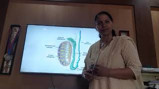 Anatomy of Epididymis [upl. by Ajak]