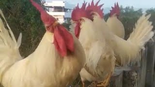 Beautiful White Leghorn hens and Roosters  Rowdy Roosters  Chubby Chickensnarendra pantham [upl. by Barbey]