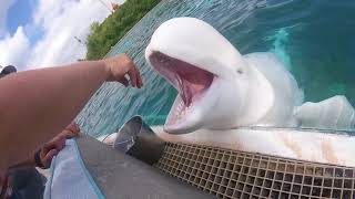 Feeding Beluga Whales Marineland Niagara Falls [upl. by Macgregor]