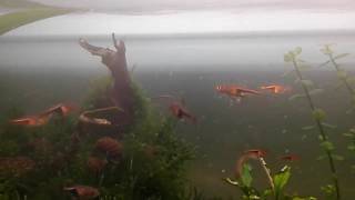 Rasbora harlequin displaying territorial breeding behavior Trigonostigma heteromorpha [upl. by Inan275]