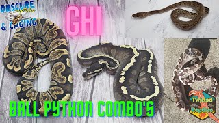 GHI Ball Pythons the BEST Morph [upl. by Ignaz]