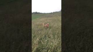 Saluki dog running in double suspension gait  slow motion [upl. by Rebekah275]