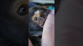 Pet Marmoset Monkey quotDaiseyquot fingermonkey marmoset [upl. by Selec]