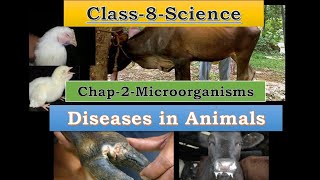 Disease Causing Microorganisms in Animals amp Plants  CBSE Class 8 Science [upl. by Aihpled895]