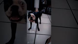 Mi perrito 🐕 Capitán bostonterrier 🥰😍 [upl. by Dnalel]