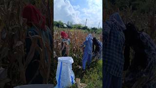 Maize selfed lines harvesting 🌽 maize agriculture research shorts [upl. by Crispas]