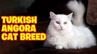 Turkish Angora Cat Breed 101 [upl. by Nylehtak]