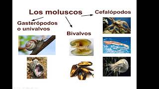 Sexta clase Introducción a la Entomología y Zoología Agrícola FCFUNaM Clase 6 24092020 [upl. by Broida]