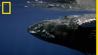 Réunion de baleines à bosse [upl. by Yecac]