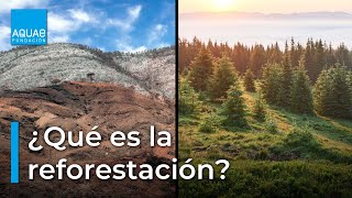 🌳🌎¡Descubre los BENEFICIOS de la REFORESTACIÓN para el Planeta🌳🌎 [upl. by Etterb303]