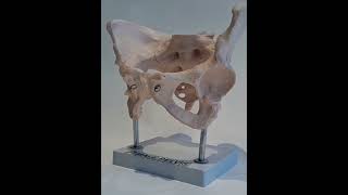 Human Anatomy Model Female Pelvis anatomy humananatomy artsy educational lunganatomy medical [upl. by Nodlehs]