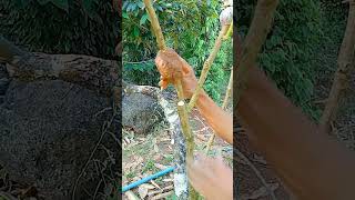 A120 Grafting fruit trees techniques grafting lemon wedges shorts easy YouTube youtubeshorts [upl. by Aisiat]