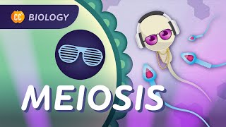 Meiosis Why Are All Humans Unique Crash Course Biology 30 [upl. by Annaes]