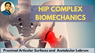 Hip joint articular surface acetabular labrumHip Complex Biomechanics [upl. by Sillert]