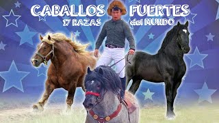 Los Caballos de Tiro más pesados y fuertes del Mundo [upl. by Winthrop]