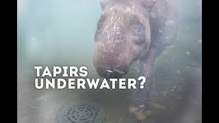 Tapirs underwater 👀  World of Animals [upl. by Naid]