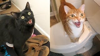 7 Sounds Cats Make and What They Mean [upl. by Alakam]