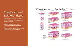 Epithelial Tissue Histology [upl. by Arondell]