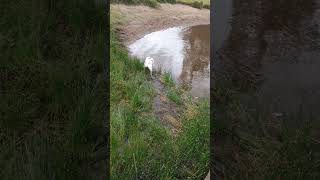 short pug lake water nature asmr positivevibes Hugo plays in the lake ‼️😊😁😍😍🥰🥰🇺🇸👍👍 [upl. by Deina656]