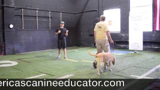 How to stop a Leash pulling Yellow Lab  Americas Canine Educator [upl. by Branch]