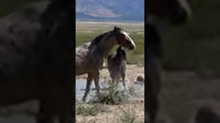 Horse fightyoutubeshortsanimals lifesubscribe 👍 [upl. by Shanley]