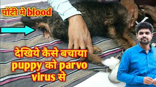 parvo virus। puppy recovered from deadly parvo virus [upl. by Anwad]