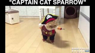 Pirate Pet Costume [upl. by Mcspadden]