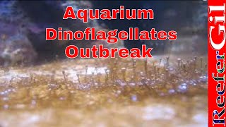 How To Treat DinoflagellatesSaltwater Aquarium [upl. by Rosalyn535]