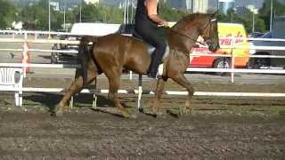 Trail Pleasure TWH Tennessee Walking Horse FOR SALE [upl. by Anitnemelc]