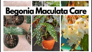 Begonia Maculata Houseplant Care Guide 🌿  Tips for Thriving Polka Dot Begonias [upl. by Harlan408]