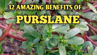 HOW PURSLANE HELP YOUR OVERALL HELATH THE AMAZING BENEFITS OF PURSLANE [upl. by Ahsemac283]