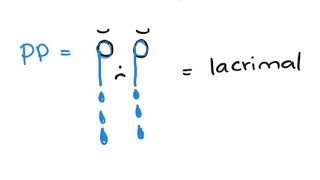 Mnemonic for Pterygopalatine Ganglion amp Lacrimal Gland  Head and Neck Anatomy Mnemonics [upl. by Peri774]