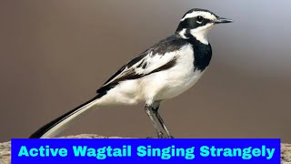 16 Sweet Talking Bird  Whitebrowed Wagtail Calling Singing Chirping  Sound of Nature [upl. by Aerua37]