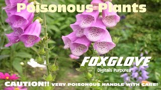 ⟹ FOXGLOVE  Digitalis purpurea  WARNING  Very poisonous handle with care [upl. by Keiko]