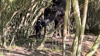 Dangerous Horned Cow guards new calf born April 5th 2024 [upl. by Ardnohsed]