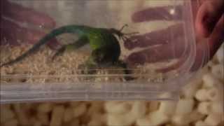 Unboxing  Sceloporus malachiticus [upl. by Greenberg]